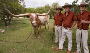 Bevo longhorn